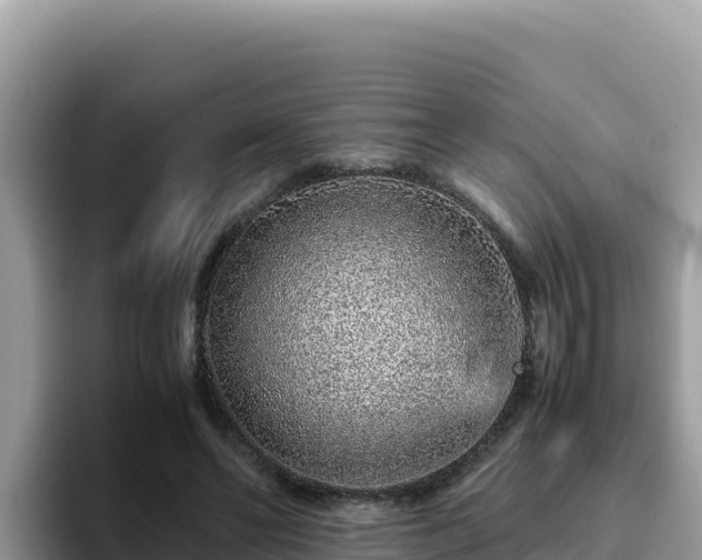 X0000093430494200710191029