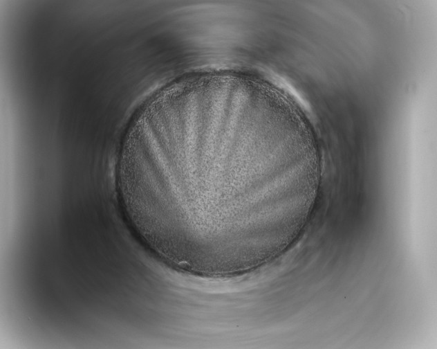 X0000093430010200710261029