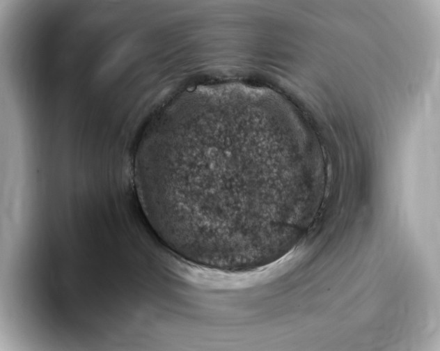 X0000093430048200710261028