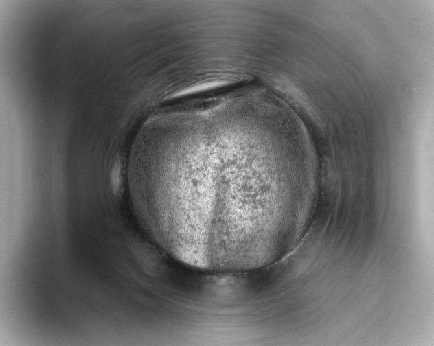 X0000093430074200710261028