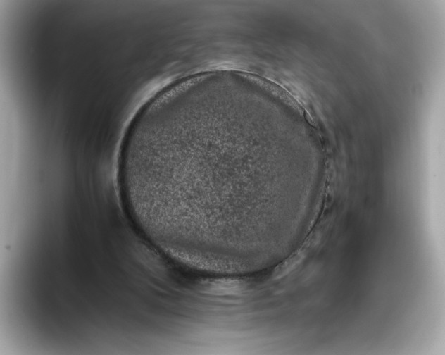 X0000093430104200710261028