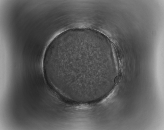 X0000093430196200710261026