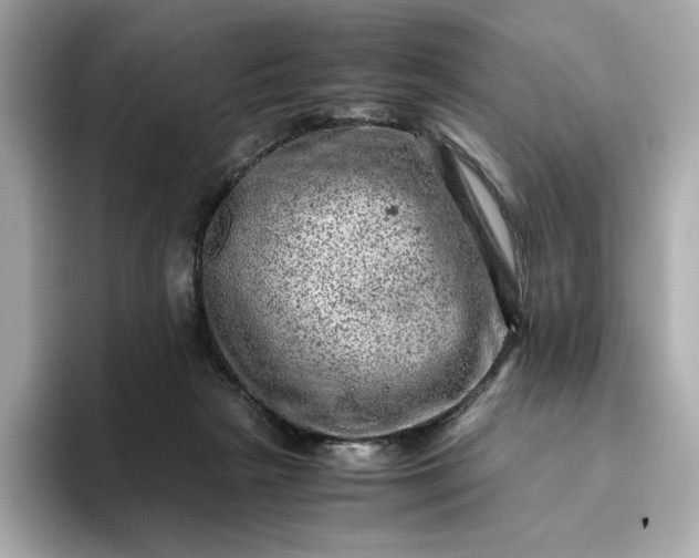 X0000093430265200710261025