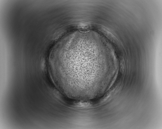 X0000093430270200710261025