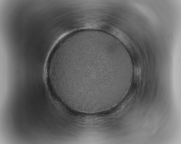 X0000093430628200710261020