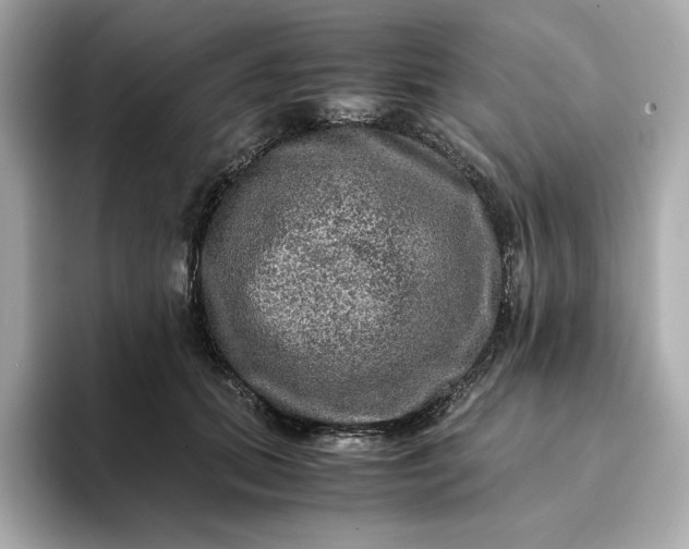 X0000093430655200710261020