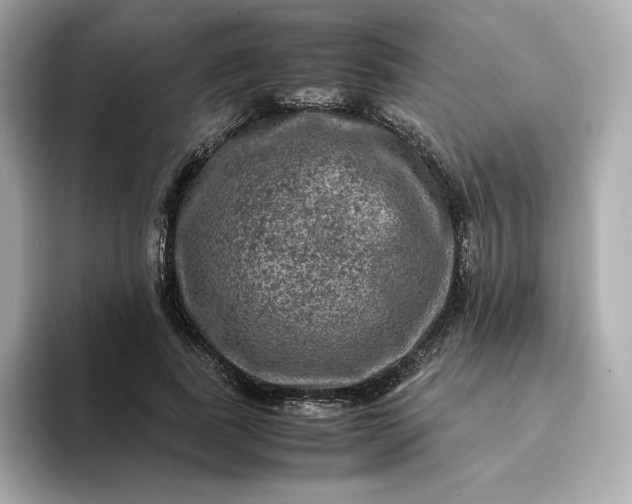 X0000093430739200710261019