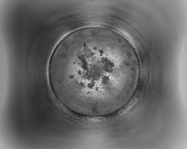 X0000093430899200710261017