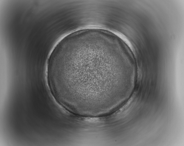 X0000093431006200710261016