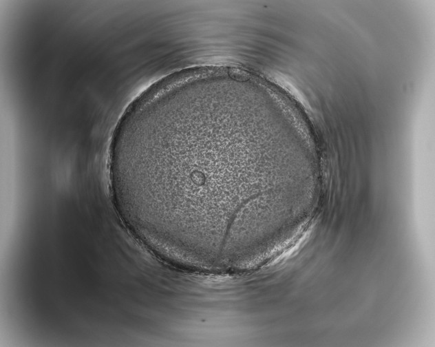 X0000093431071200710261015