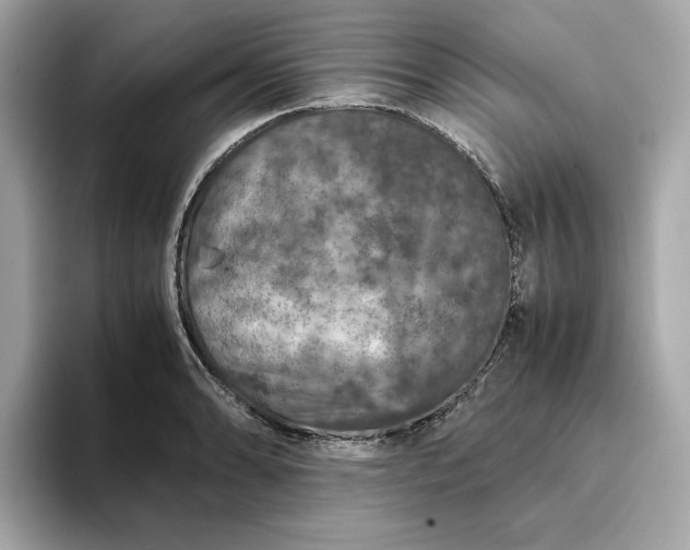 X0000093431086200710261014