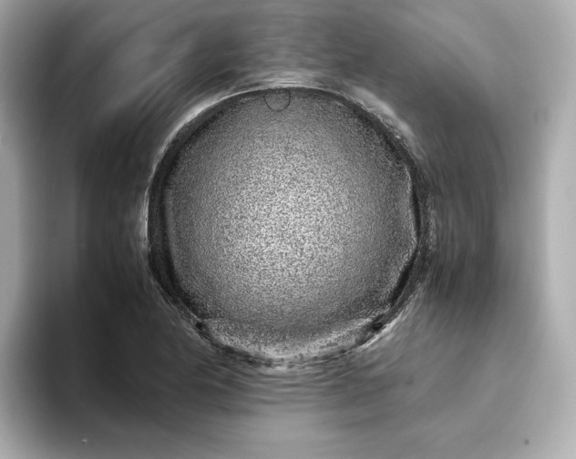 X0000093431174200710261013