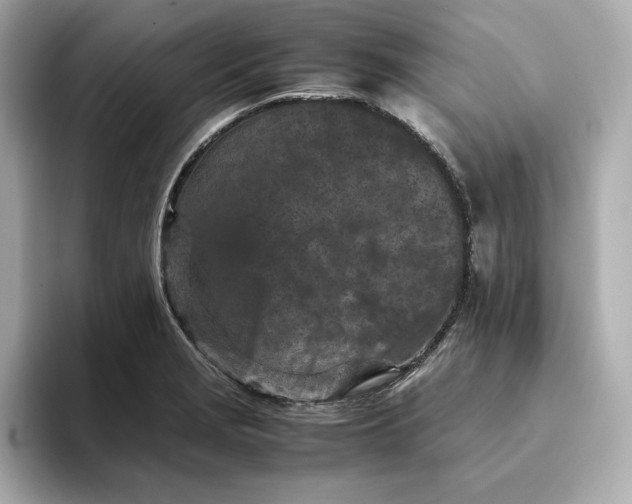 X0000093431229200710261013