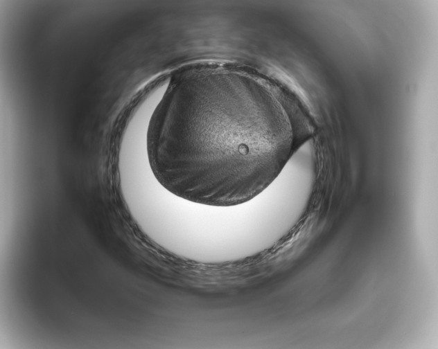 X0000093431352200710261011