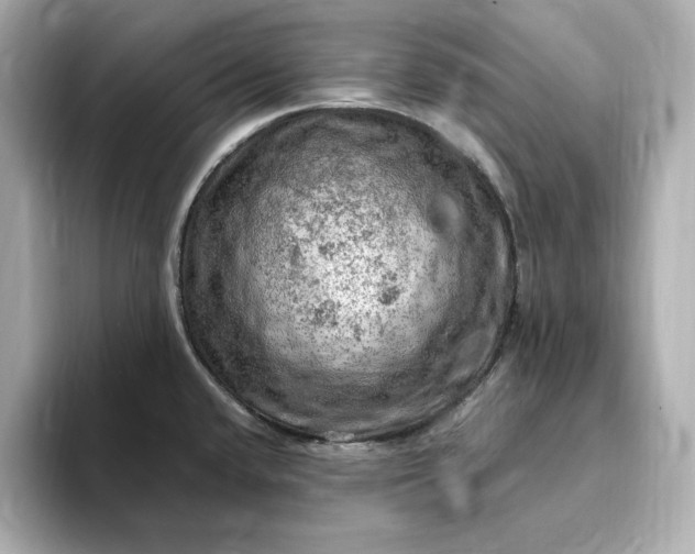 X0000093431432200710261010