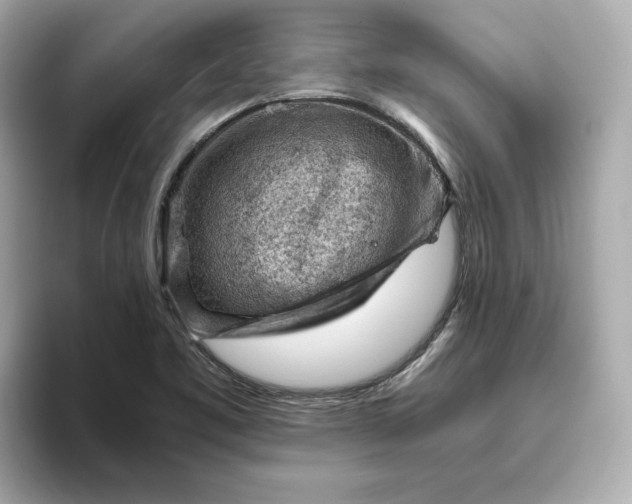 X0000093431461200710261009