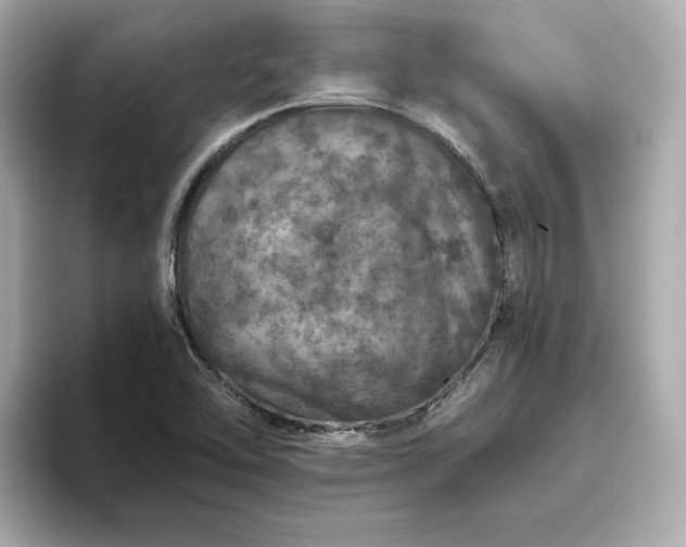 X0000093431462200710261009