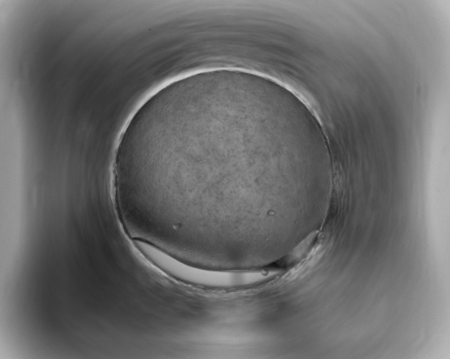 X0000093431535200710261009