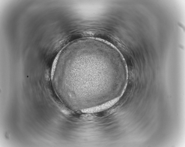 X0000093430331200711021039