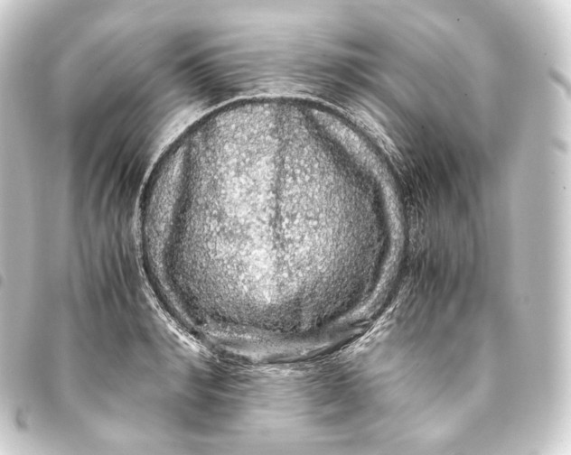 X0000093430990200711021030