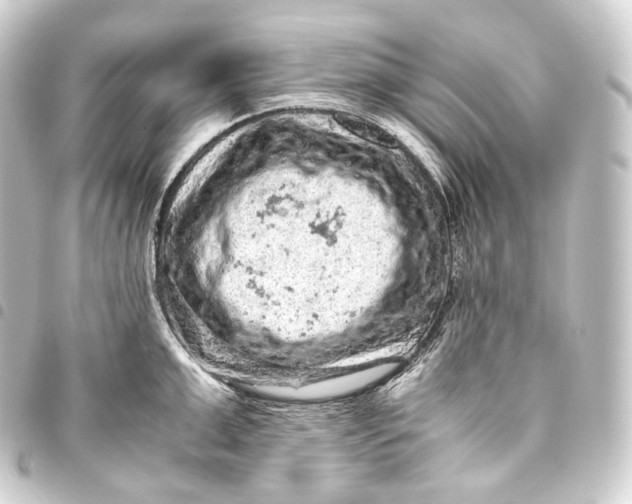 X0000093430999200711021030