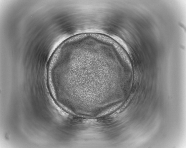 X0000093431006200711021030