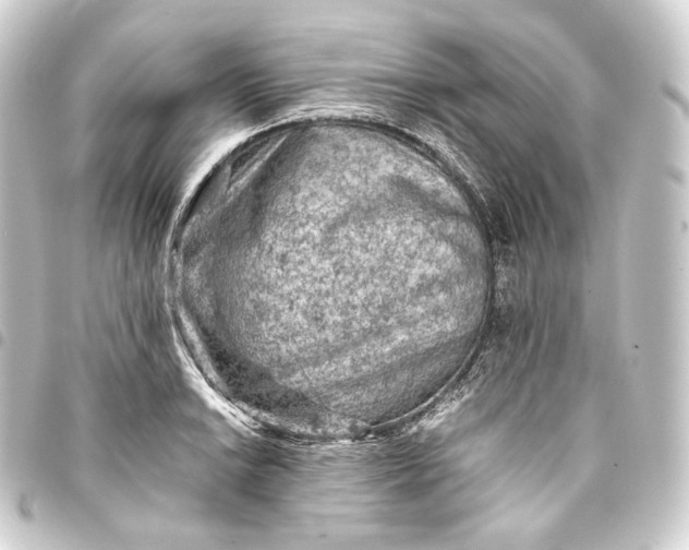 X0000093431038200711021030