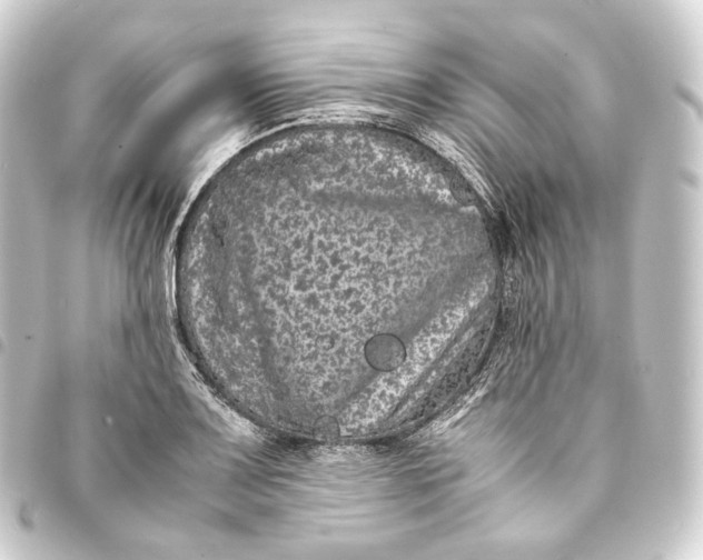 X0000093431083200711021029