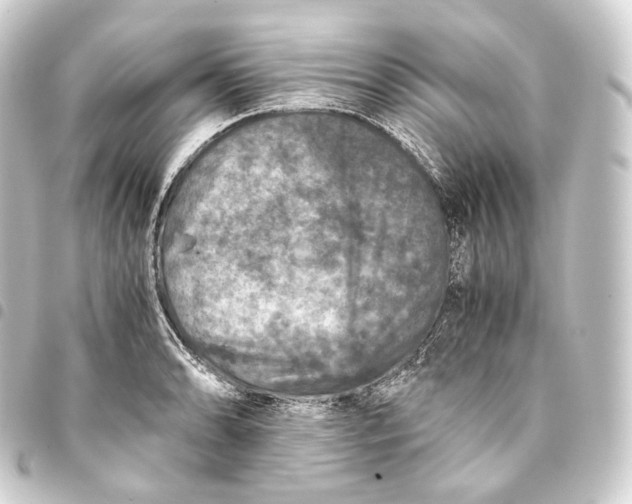 X0000093431086200711021029