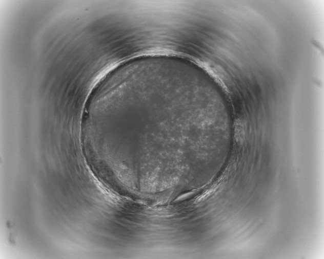 X0000093431229200711021027