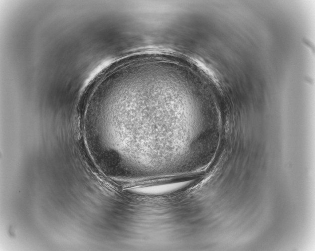 X0000093431310200711021026