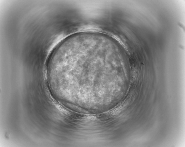 X0000093431462200711021024