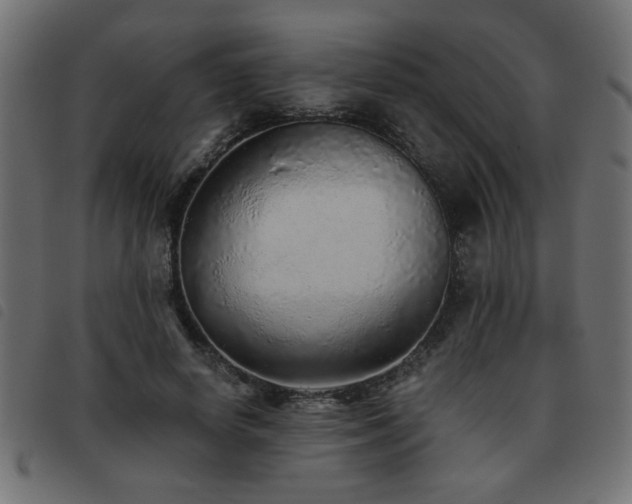X0000093440642200710121334