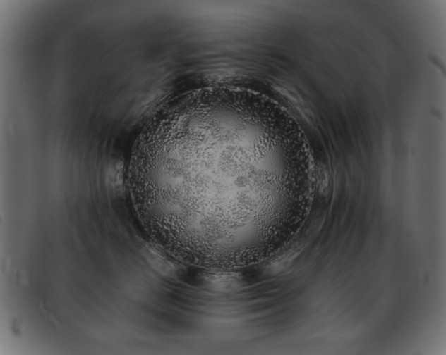 X0000093440670200710121334