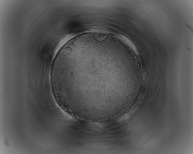 X0000093440855200710121331