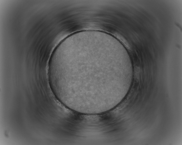 X0000093440856200710121331