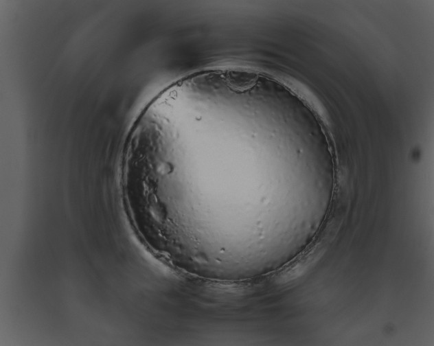 X0000093440855200710191039