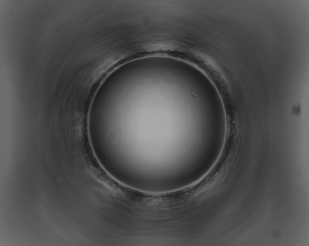X0000093441217200710191033