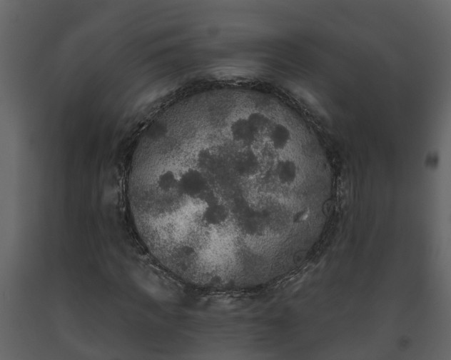 X0000093450917200710191059