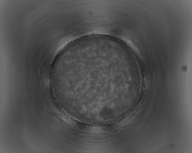 X0000093451266200710191055