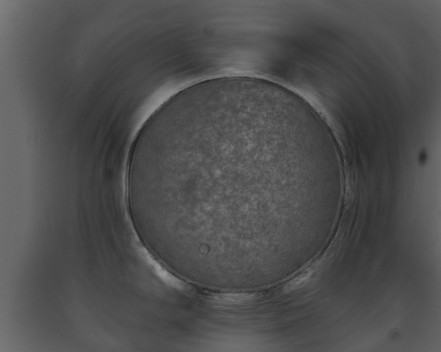 X0000093451294200710191055