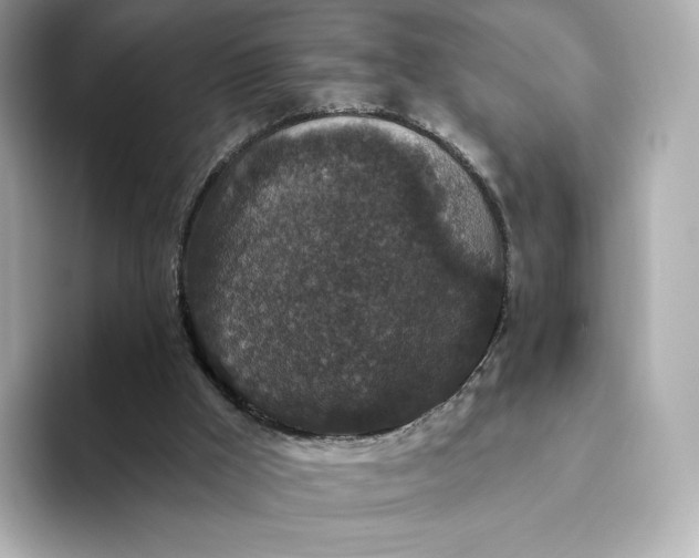 X0000093450009200710261110