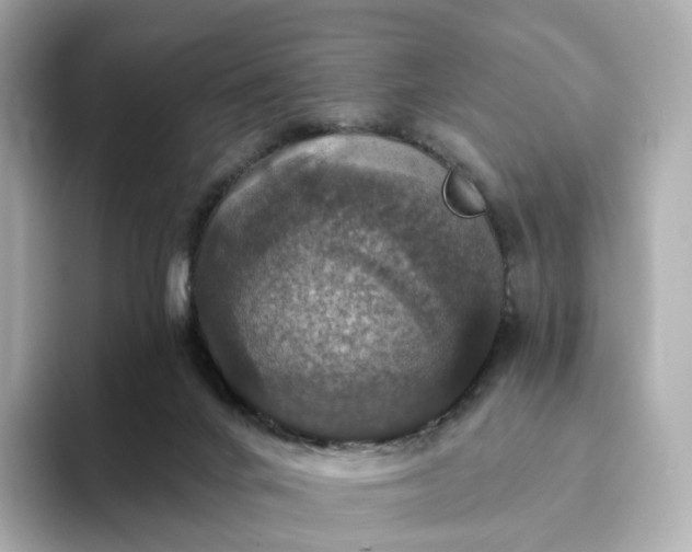 X0000093450024200710261110