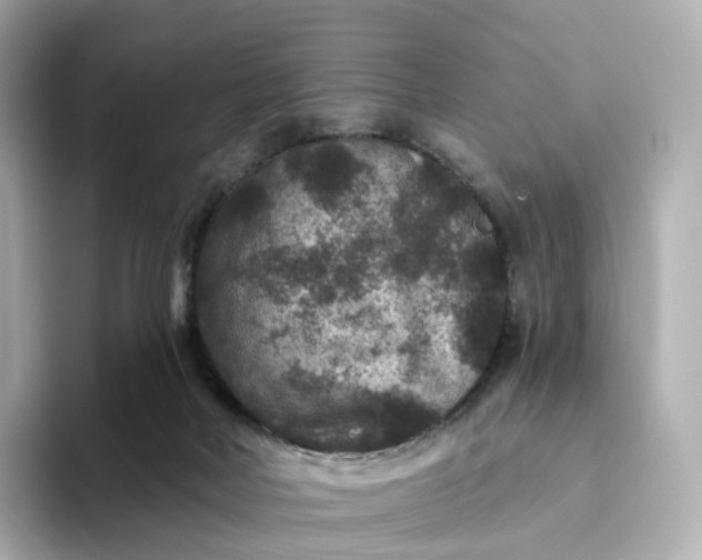 X0000093450026200710261110