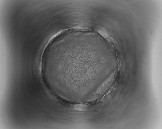 X0000093450050200710261109