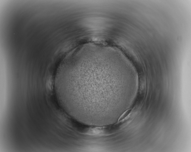 X0000093450078200710261110