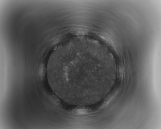 X0000093450228200710261108