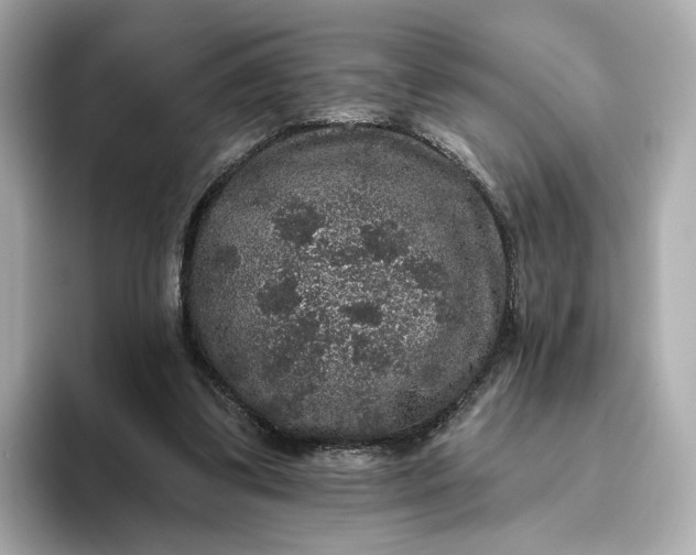 X0000093450299200710261107