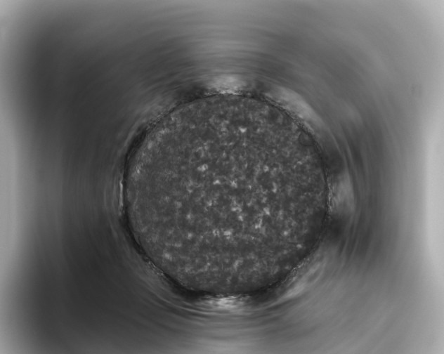 X0000093450365200710261106