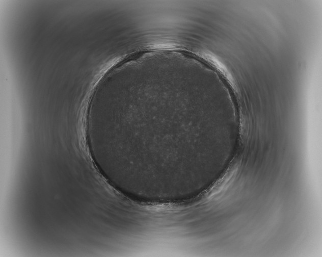 X0000093450385200710261106